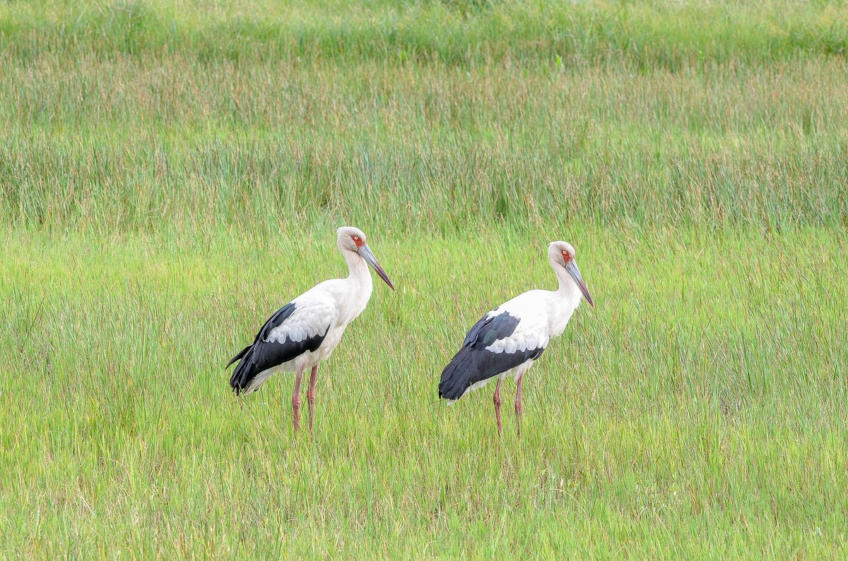 FranGam14's tweet photo. #taxojueves de #Ciconiidae 

Cigüeña americana.

En CORRIENTES. https://t.co/GpfaiYf1Bo