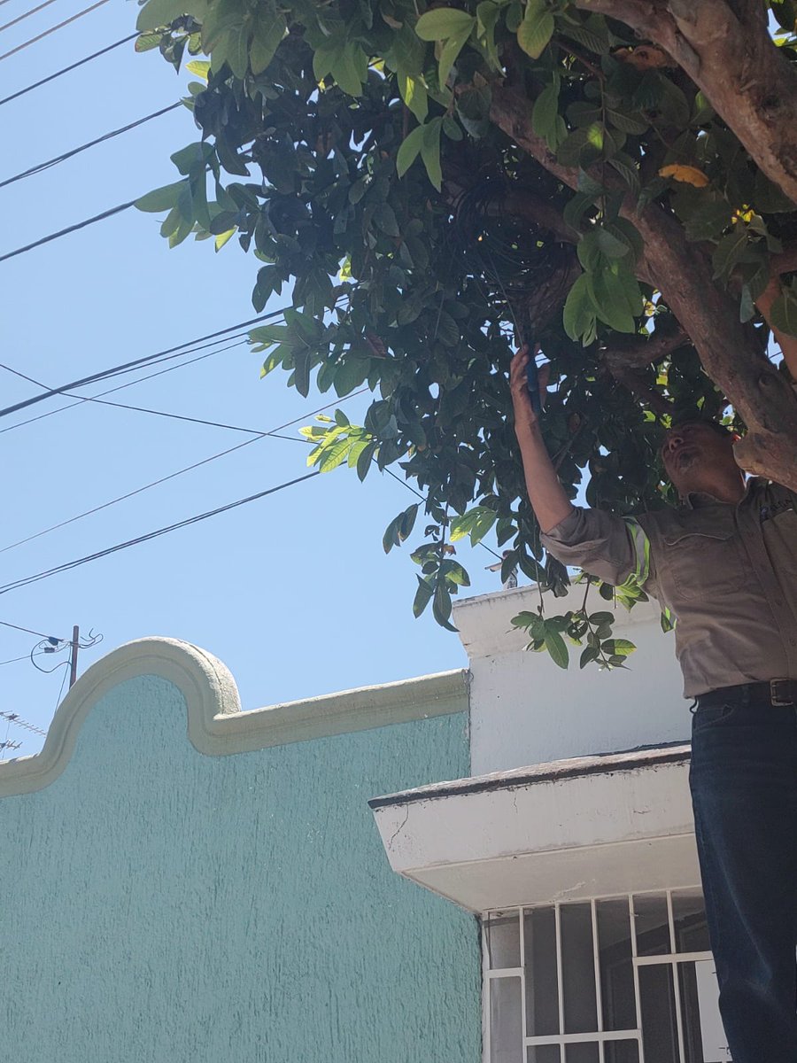 PCFederalismo's tweet photo. Reportes de cableado suelto. Ese cable los vecinos lo colgaron en el árbol para evitar accidentes. @GuadalajaraGob gracias por la respuesta, @Megacable gracias por el trabajo en equipo con  @GuadalajaraGob y los ciudadanos. https://t.co/L0a8PtabgR