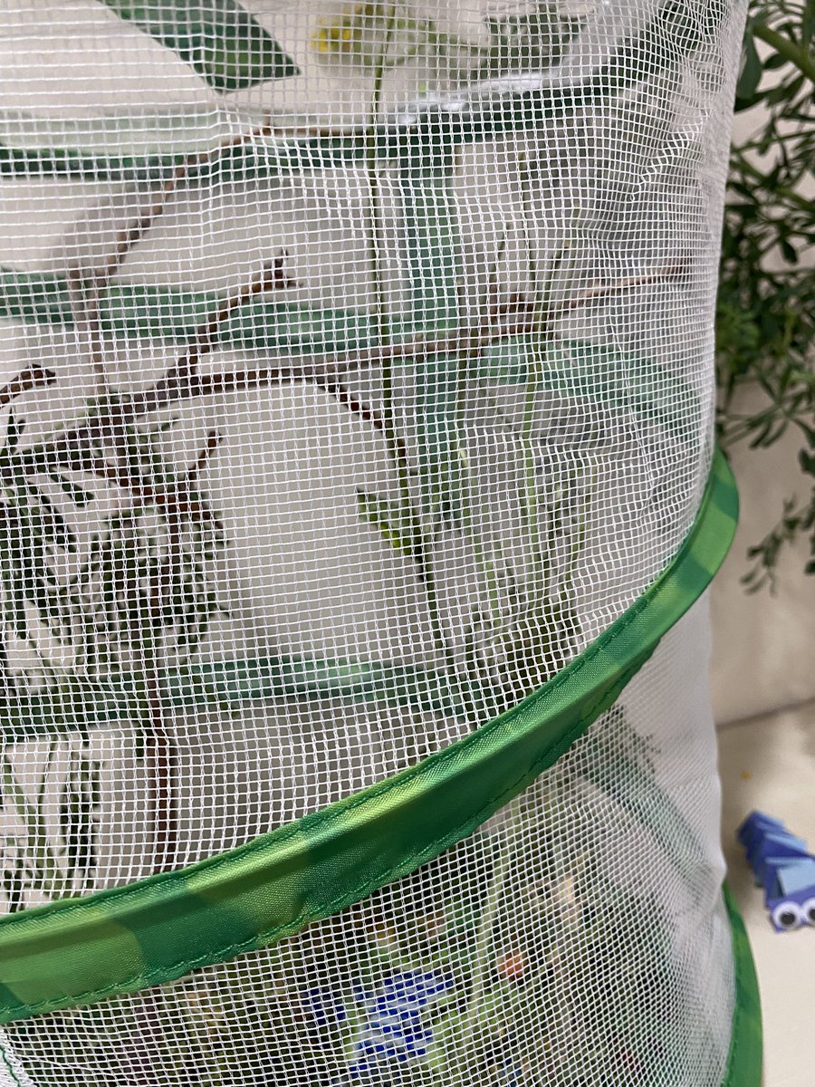 So excited for our butterflies to  emerge <a href="/southdaviselem1/">southdaviselementary</a> #swallowtail @aisdlibsrv