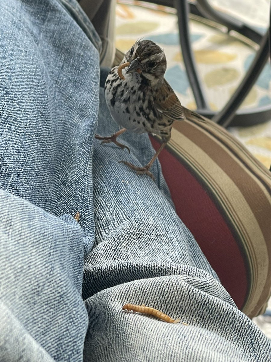 My new best friend! Song sparrow was impatient as I played with my phone. Ok buddy, here’s a couple snacks 🙄 #BirdsOfTwitter SoCal