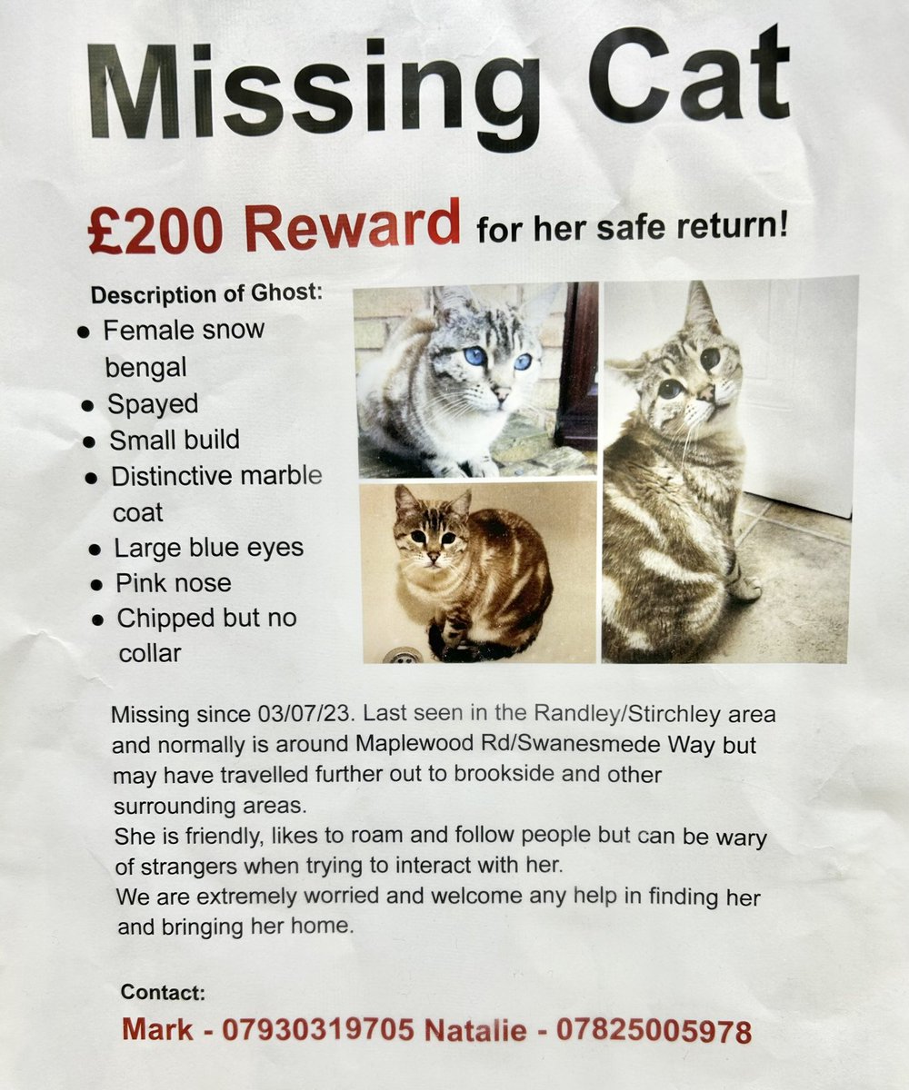@MissyBBBobtail @DeniseAnJackson @kerrylalameow @RosieDicken @catchatcharity @tiggy_deni35304 @ElizabethRadcl5 @CathyJSimkins @CatsProtection Advert for a Missing Cat in the Randlay/Stirchley part of Telford, Shropshire😸🐾Contact Details in the Advert! Please pass this on😺🐾
