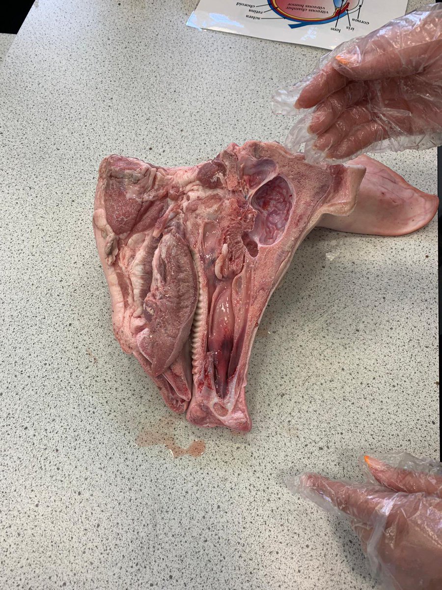 OAFScience tweet media