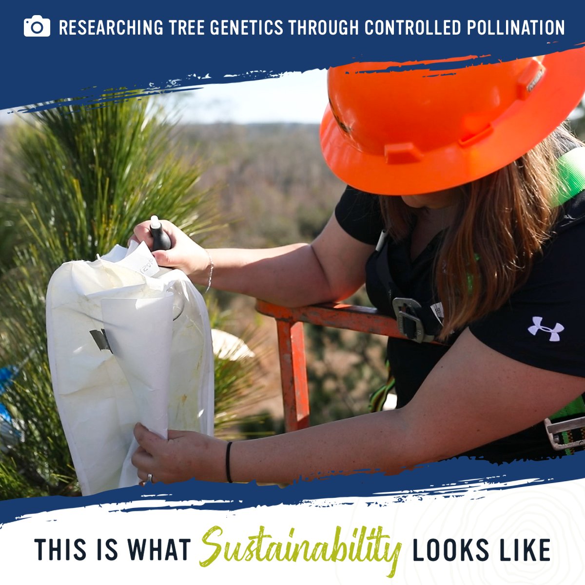 Using controlled pollination to grow trees from our best-performing tree families: #ThisIsWhatSustainabilityLooksLike By researching tree genetics, we ensure the development of more resilient trees for generations to come. Learn more: hubs.ly/Q02qDlxG0