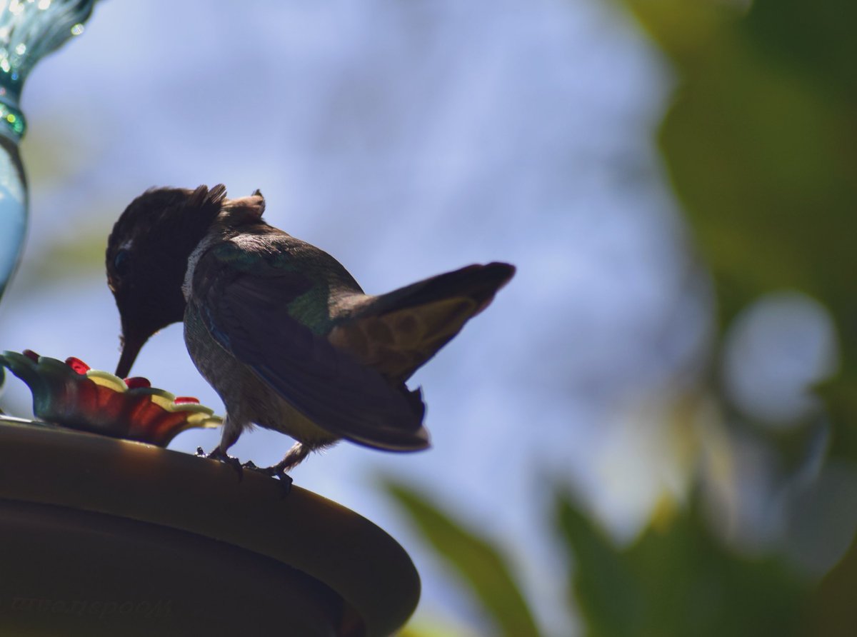 teacup duck (hummingbird)