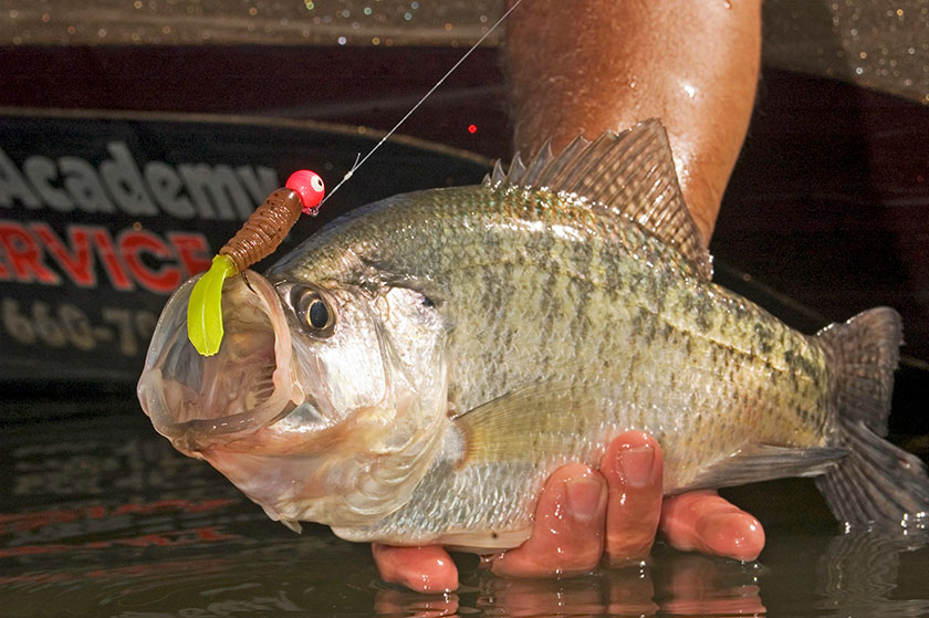 Never Jig a Crappie Jig! Learn how to fish this lure via In-Fisherman: bit.ly/3TL7yrg #ITSINOURBLOOD #fishing #fish #crappie #crappiefishing #jig #crappiejig #panfish