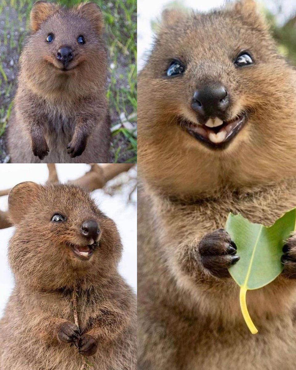 26. The Quokka. Possibly the happiest animal on Earth.