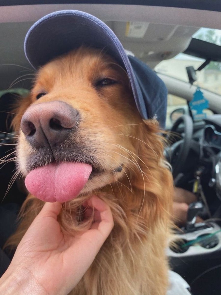 out of context dogs (@contextdogs) on Twitter photo 