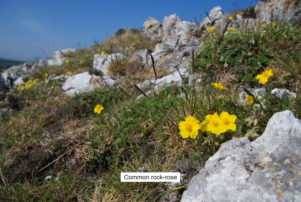 Shout out to gardeners who've joined #PlantSwap scheme! Each received a £20 voucher for removing cotoneaster from their garden to cut the seed source & protect limestone grasslands @WGClimateChange @HeritageFundCYM #INNS 📷 @SurreyHillsPhot, WendyB northwaleswildlifetrust.org.uk/take-action/pl…