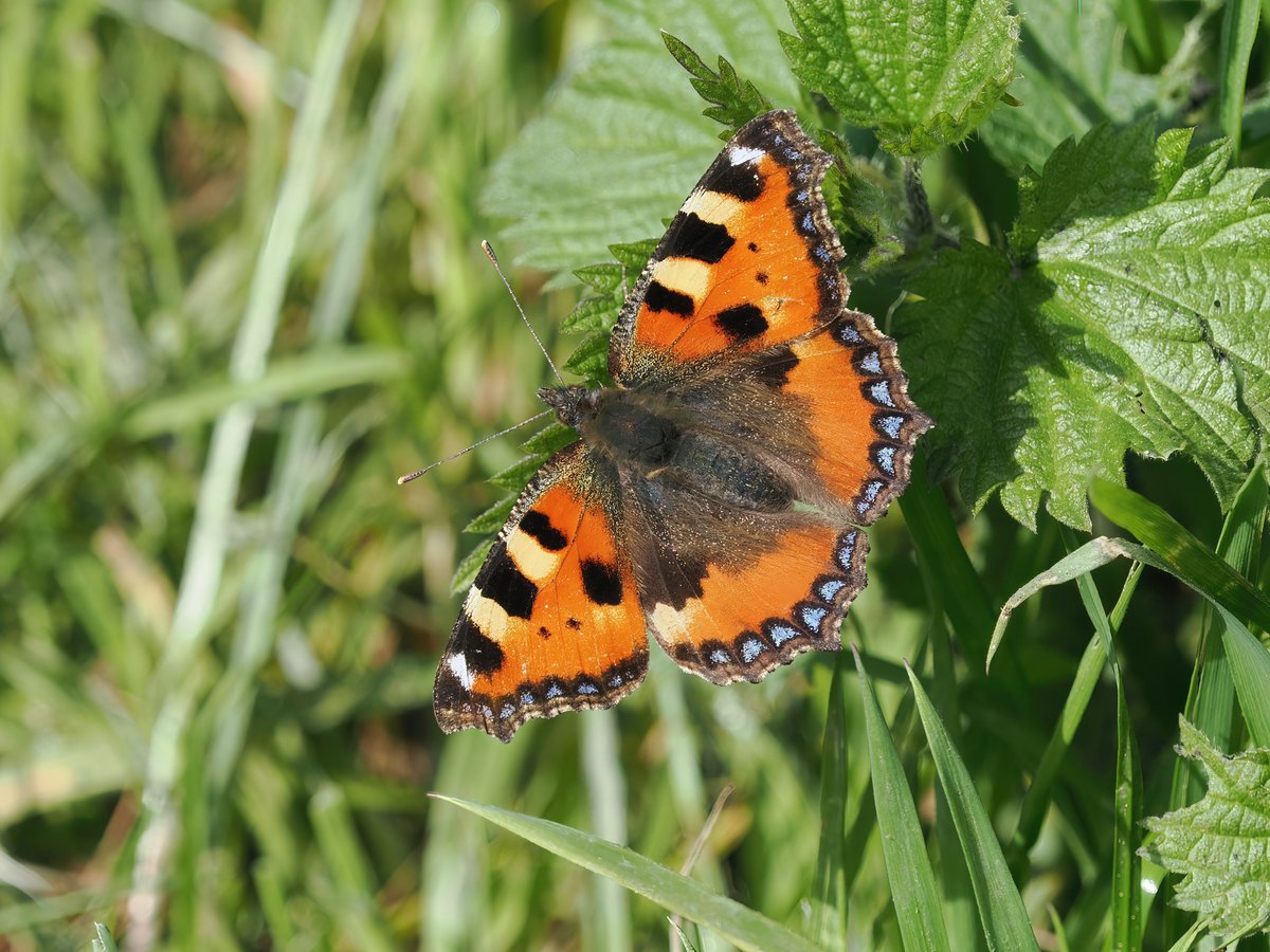 Bumper day for butterflies at Iford Golf Course, Bournemouth, 14 Peacock, 2 Small Tortoiseshell (in picture), 3 Comma, 1 Red Admiral, 1 Speckled Wood, 2 Small Whites, 4 Orange Tip (1 female), 1 Holly Blue. Also a report of a Green Hairstreak at nearby Hengistbury Head @BC_Dorset