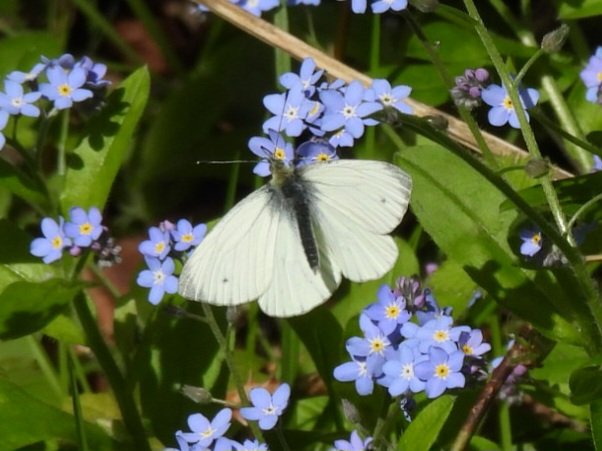 Green-veined White feeding in the forget-me-not patch on Beeston Common today