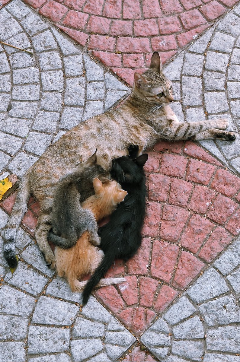 muthu_tara's tweet photo. Raise you 2
#catsofchennai #kittens #furbabies #cats #catsontwitter https://t.co/bRVlYqgZlV