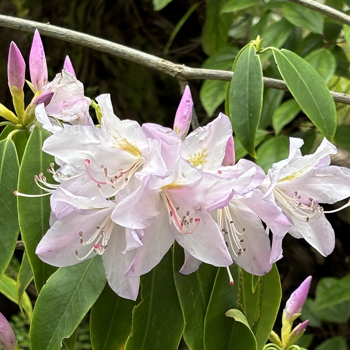 The rhododendrons just keep blooming! On your next visit be sure to stroll through the Asian Area to see these beauties. Rhododendron pulchrum & Rhododendron latoucheae #rhododendrons #ucbg #botanicalgarden #savetheplants