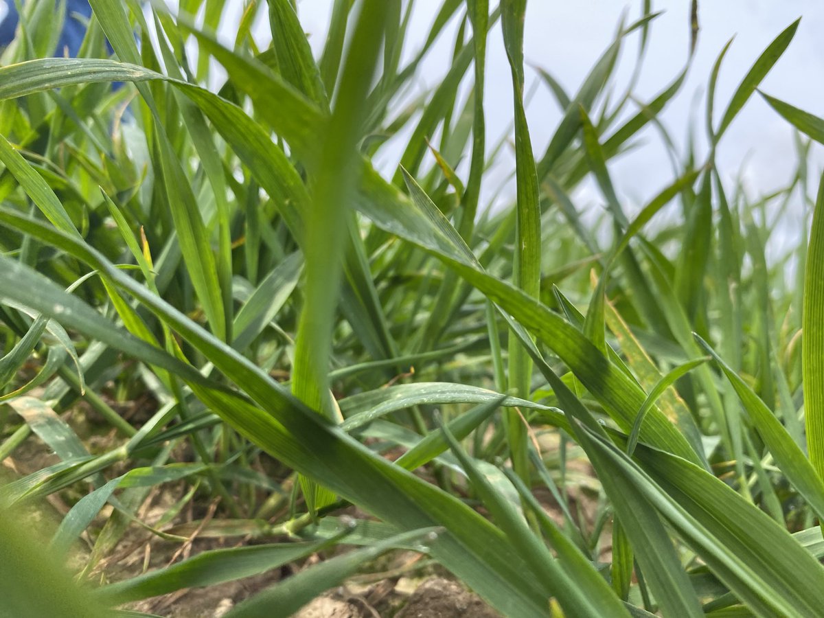 ED&F Man Agronomy tweet media