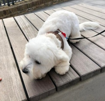 🆘17 APR 2024 #Lost GOKU #ScanMe White Bichon Frise Male #Puppy Ennismore Avenue #Greenford, West London #UB6 doglost.co.uk/dog-blog.php?d…