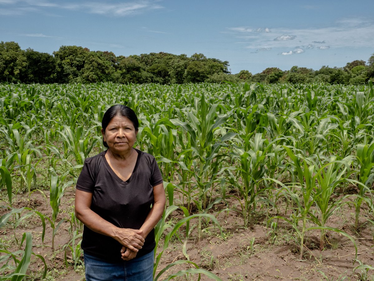 “With [insurance], I can recover... I [can] plant again. Because I’m no longer going to worry about everything being lost.” Learn how farmers like Maria are adapting to #climatechange through our Climate Change & Hunger Brochure ➡️ foodgrainsbank.ca/resources/clim…