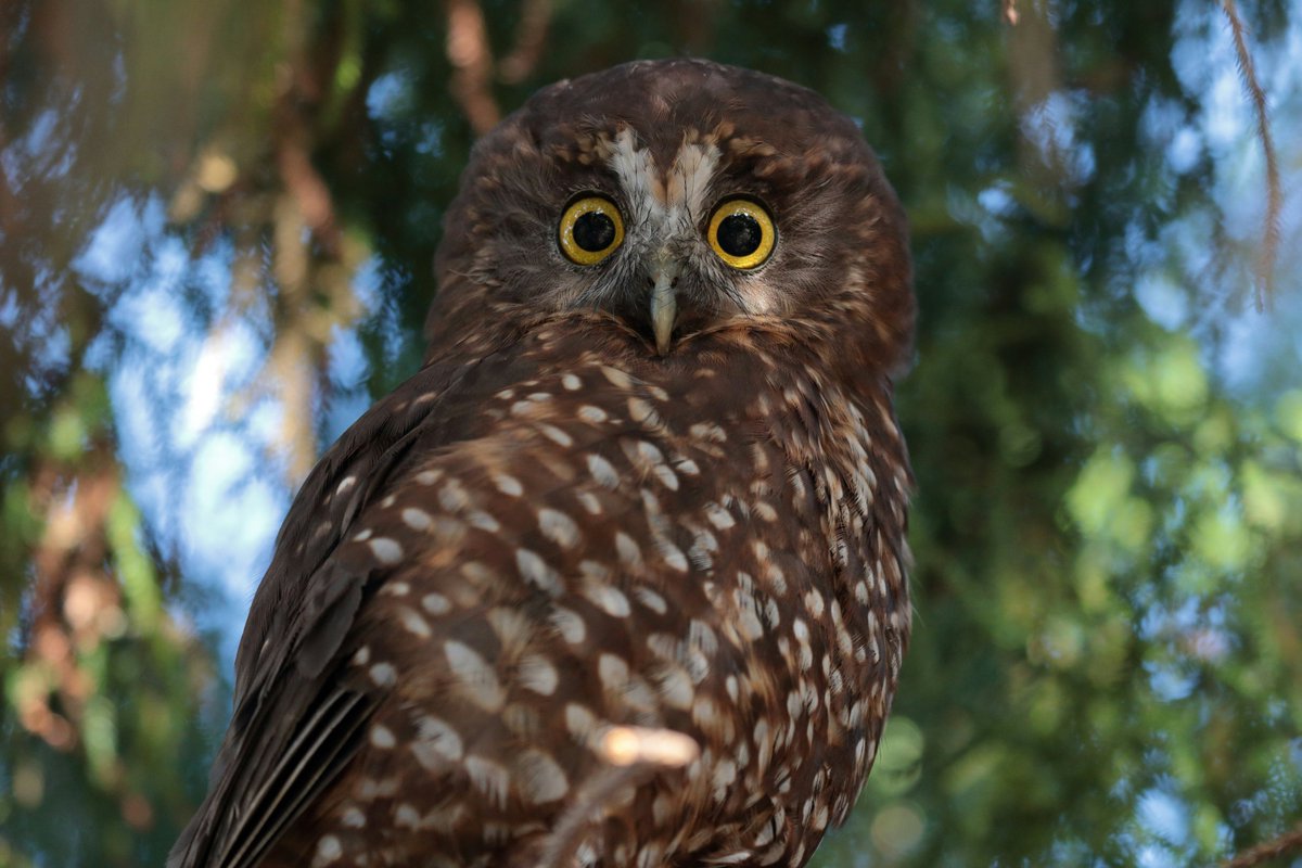 Small native New Zealand owl 🦉🇳🇿

#photograph #thursdayvibes