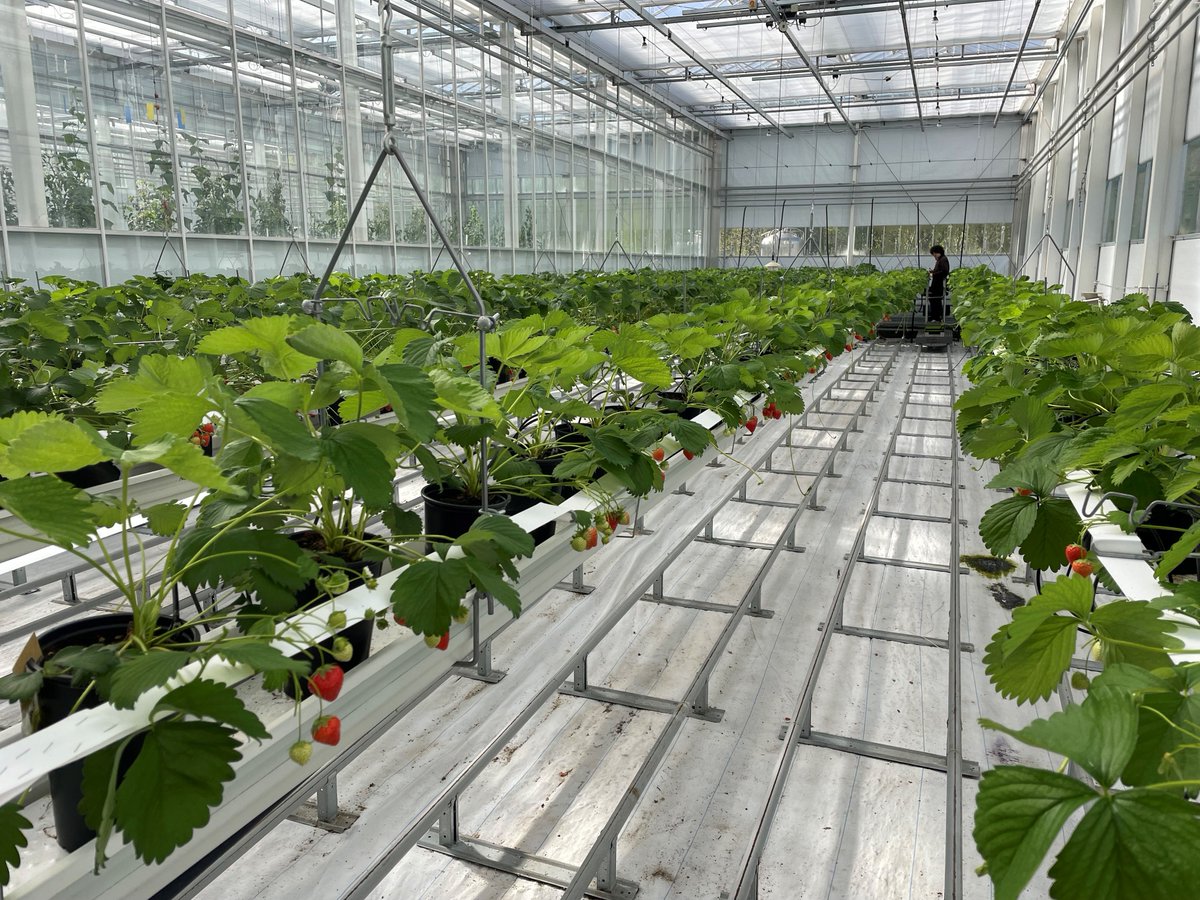 🍓 Dive into the deliciousness of hyperlocal produce and taste the difference of strawberries nurtured right here in our hydroponic Glasshouse. Some will be for sale in our campus Feast Cafe at our Open Day this weekend, don't miss out! #WeAreReaseheath