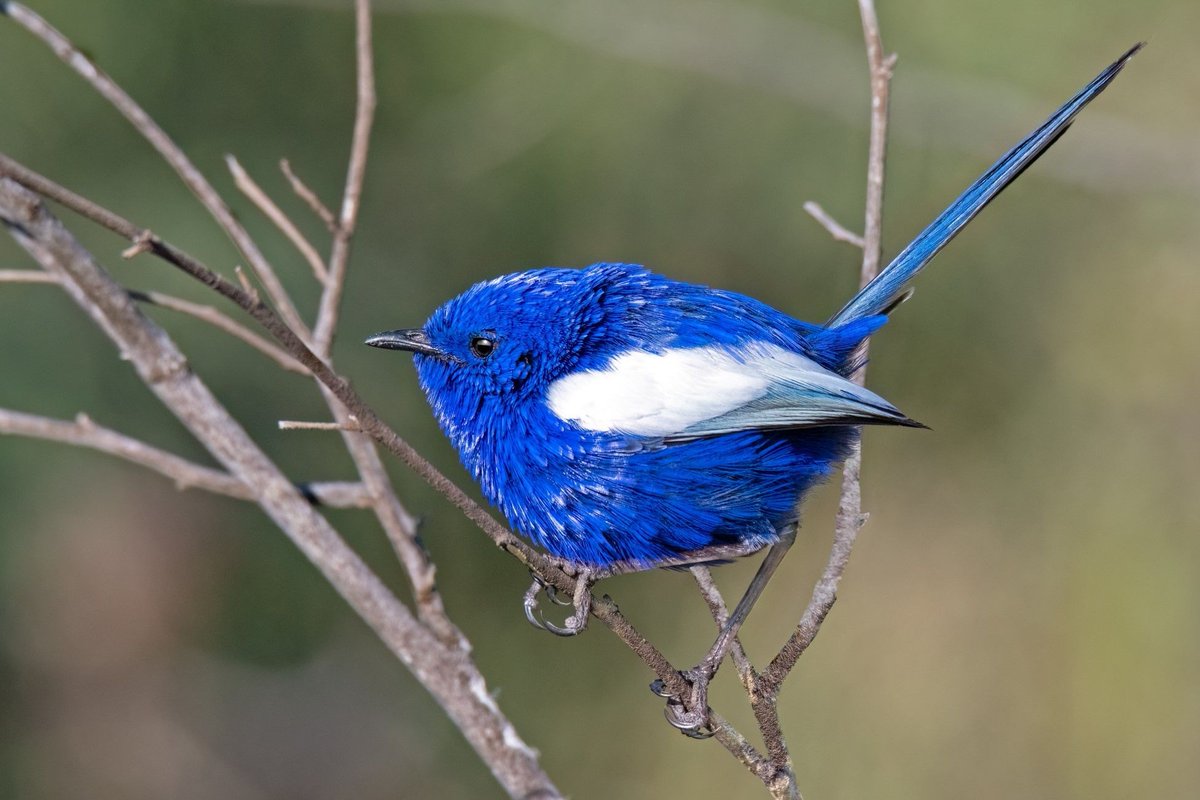 Genetic Basis and Evolution of Structural Color Polymorphism in an Australian Songbird buff.ly/3JoXZtl #science #evolution #biology #genome