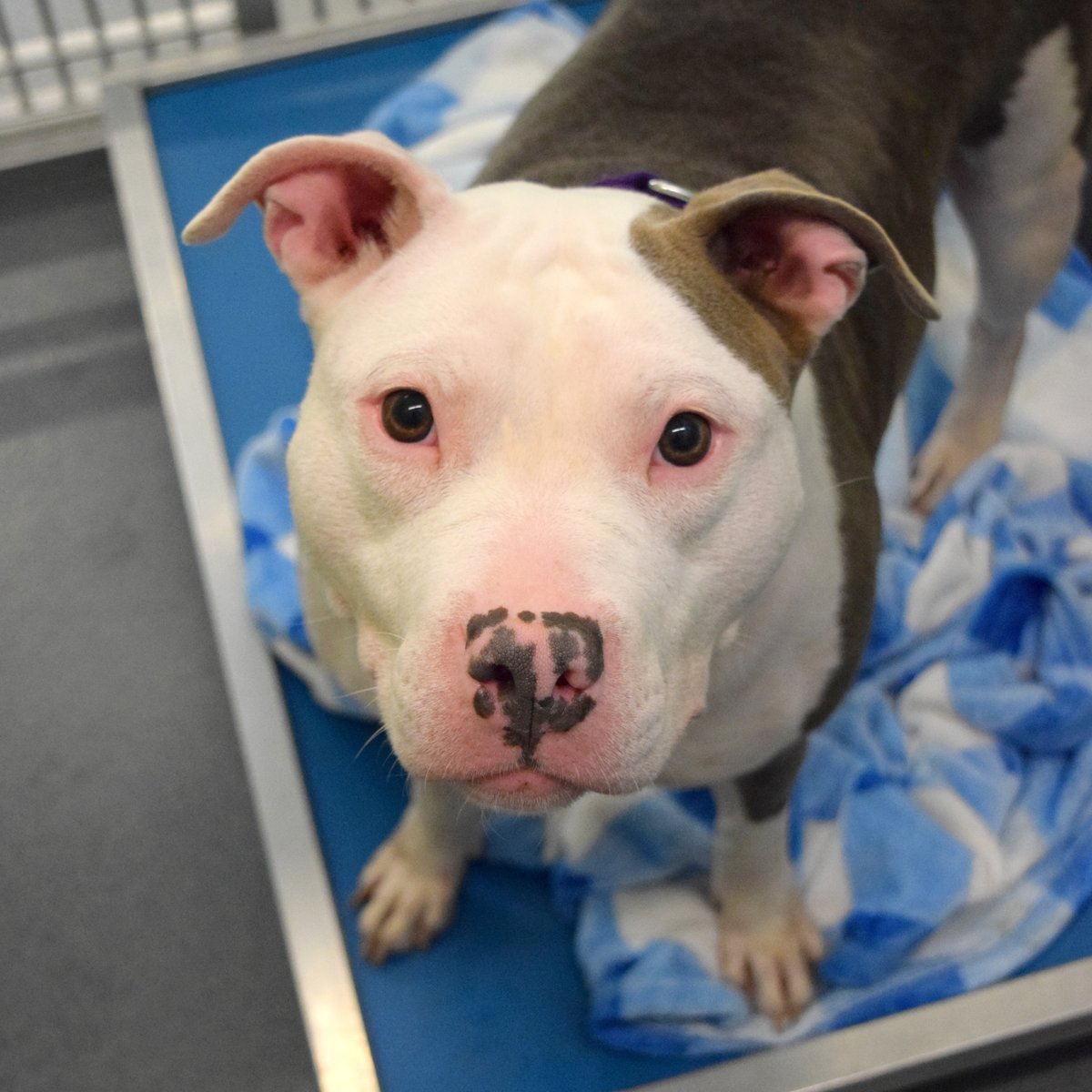 'Stare deeply into my eyes and try not to fall in love with me!' -Gloria, probably 😍 This sweet mama came to our Maryland Heights shelter as a stray. Gloria is a 3-year-old Pittie mix with a quiet, gentle demeanor. Meet her at our Maryland Heights shelter 💕 #adoptdontshop