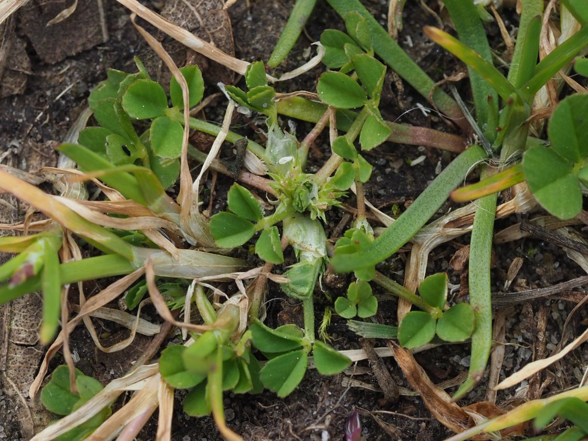 Suffocated Clover Trifolium suffocatum! Clover season commences 🙏. @BSBIbotany