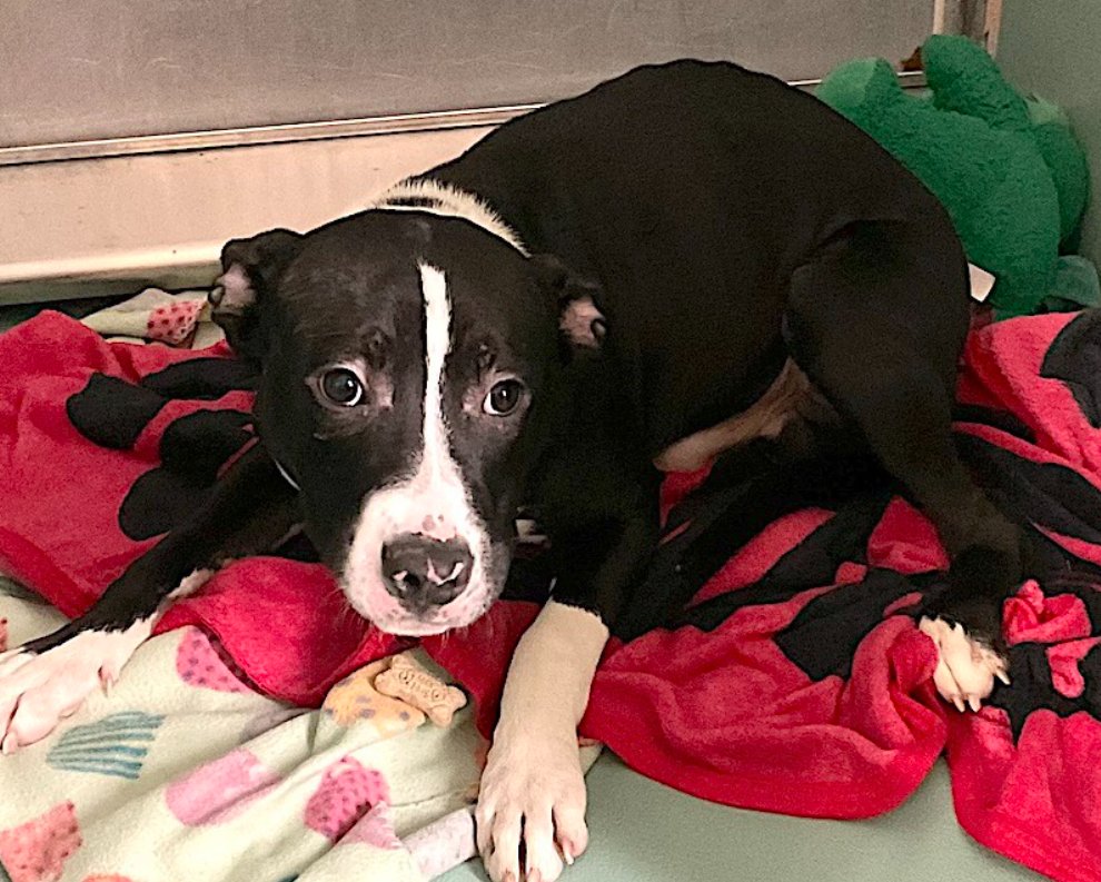 💔Star Sign💔 #NYCACC #194575 1y ▪️KILL COMMAND❗️ Precious baby's💔, arrived stray. Who knows all endured! Darling, shy puppy's stressed n tiny cell! Needs loving, N.East #Adopter/#Foster, 4 guidance, TLC, 2 blossom. DM @notthesameone2 Pls #pledge 💞Star Sign