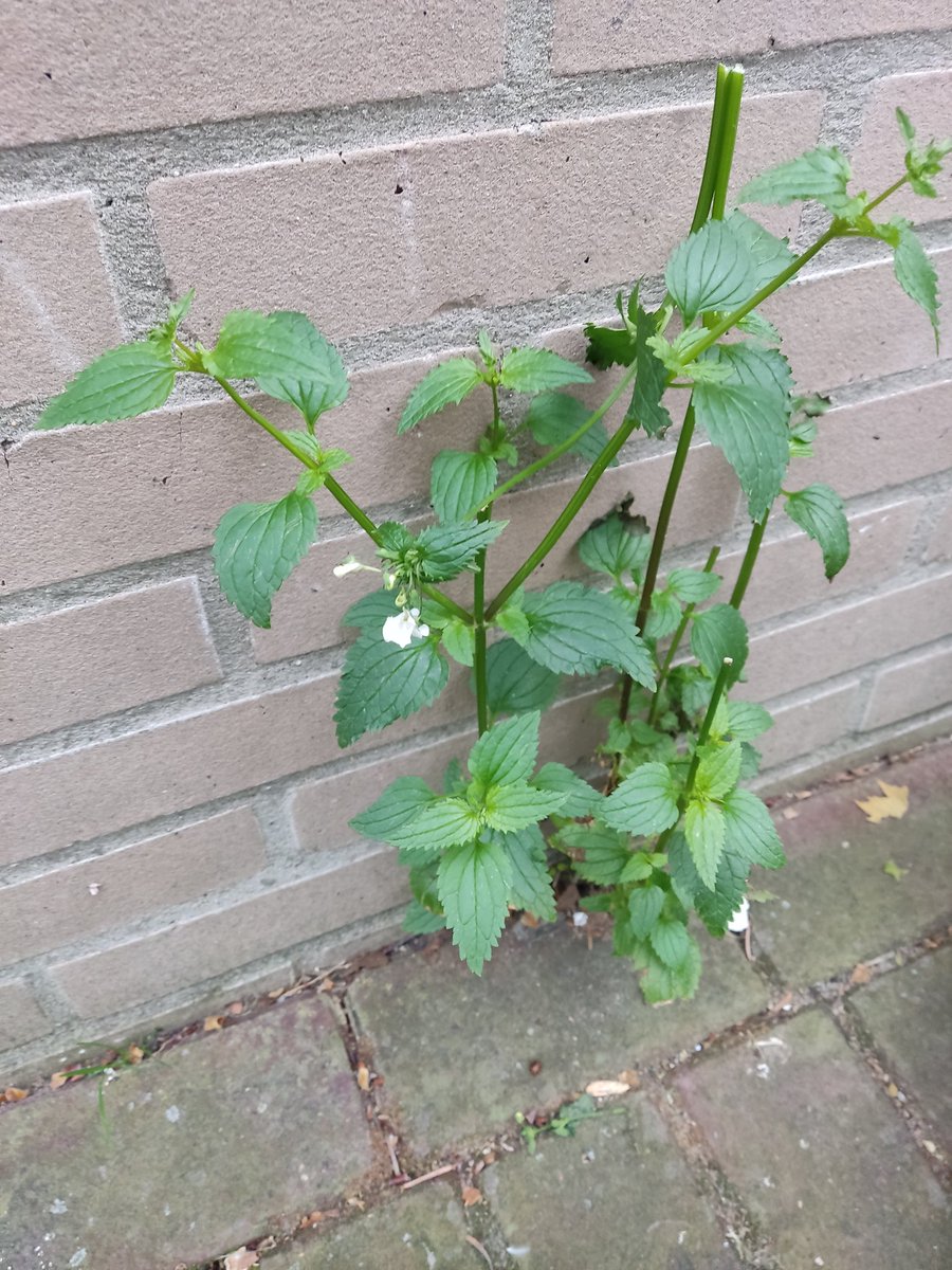 wetzels_peter's tweet photo. Kransnemesia noordmuur Insulindeweg Amsterdam Oost. Drie bloeiende exemplaren en een dozijn kiemplanten https://t.co/xsi5kK9PJ3