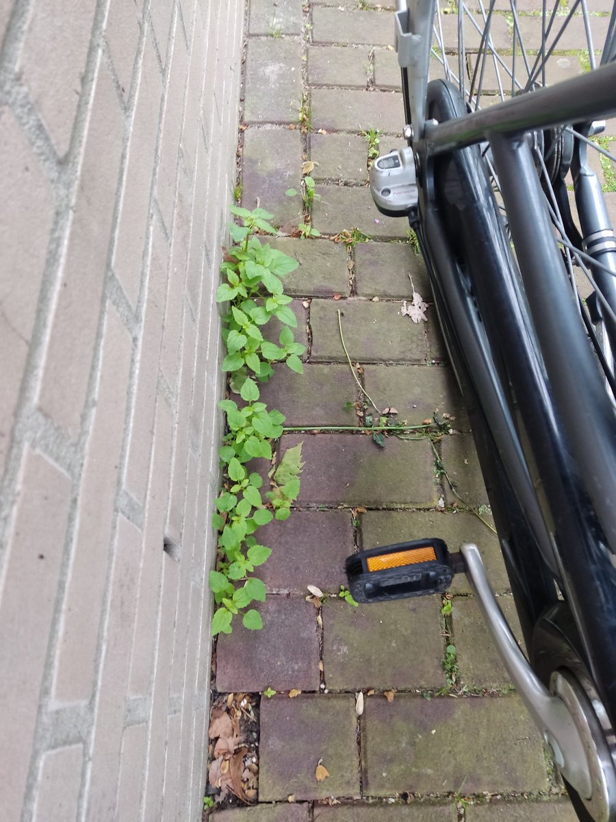 wetzels_peter's tweet photo. Kransnemesia noordmuur Insulindeweg Amsterdam Oost. Drie bloeiende exemplaren en een dozijn kiemplanten https://t.co/xsi5kK9PJ3