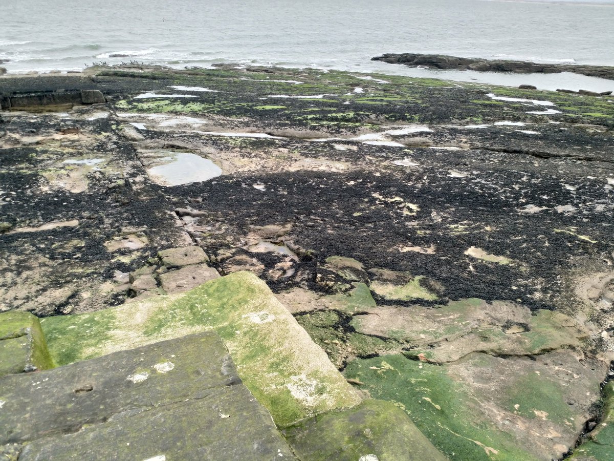 Lovely day at Hilbre Island looking at the intertidal with @LJMU_BES today