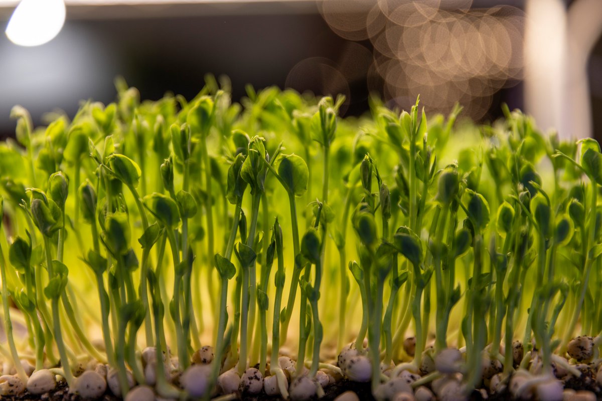The #RHSUrbanShow kicked off in style today! 

Until Sunday, pop by <a href="/depotmayfield/">depotmayfield</a> in Manchester to be inspired by urban gardening. Keep an eye out for an urban forest, balcony gardens, happy houseplants &amp; microgreens 🌱

Discover our Top 5 highlights: rhs.org.uk/shows-events/r…