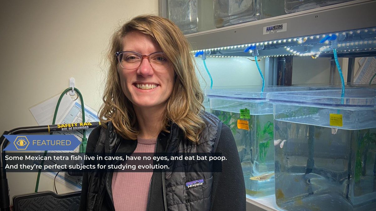Hitchcock Project reporter @Elizabe20302775 speaks with Misty Riddle, PhD, of <a href="/unevadareno/">University of Nevada, Reno</a> about the amazing, adaptable Mexican tetra fish and the many things we can learn from them. No eyes, no problem! 👀
Read the full Q&amp;A:
hitchcockproject.org/how-the-eyeles…
#WolfPackScience