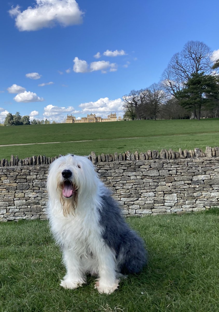 Happy #WorldHeritageDay! This is me at Blenheim Palace this time last year. Blenheim is one of the UKs many UNESCO World Heritage sites. #ThrowbackThursday 🏰🐾