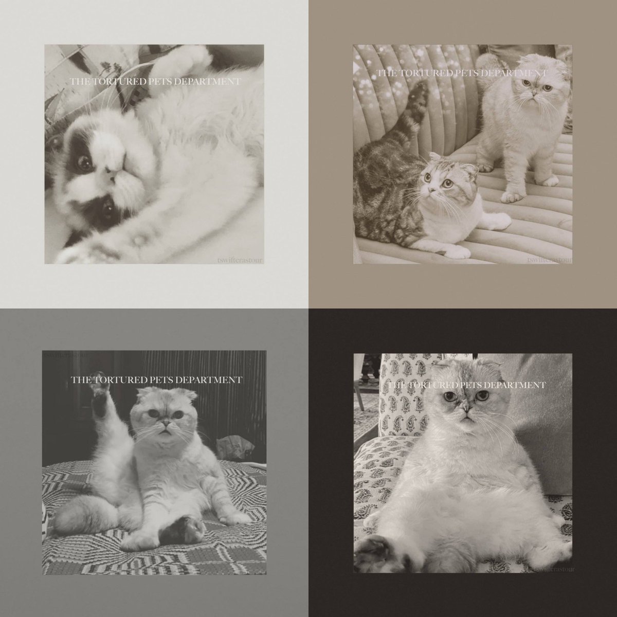tswifterastour's tweet photo. @taylorswift13 @PostMalone I don't know if you're aware but there are these cats threatening to release their album at the same time as yours... just thought you should know you might have some competition #TSTTPD https://t.co/b7LJ9PxhOE