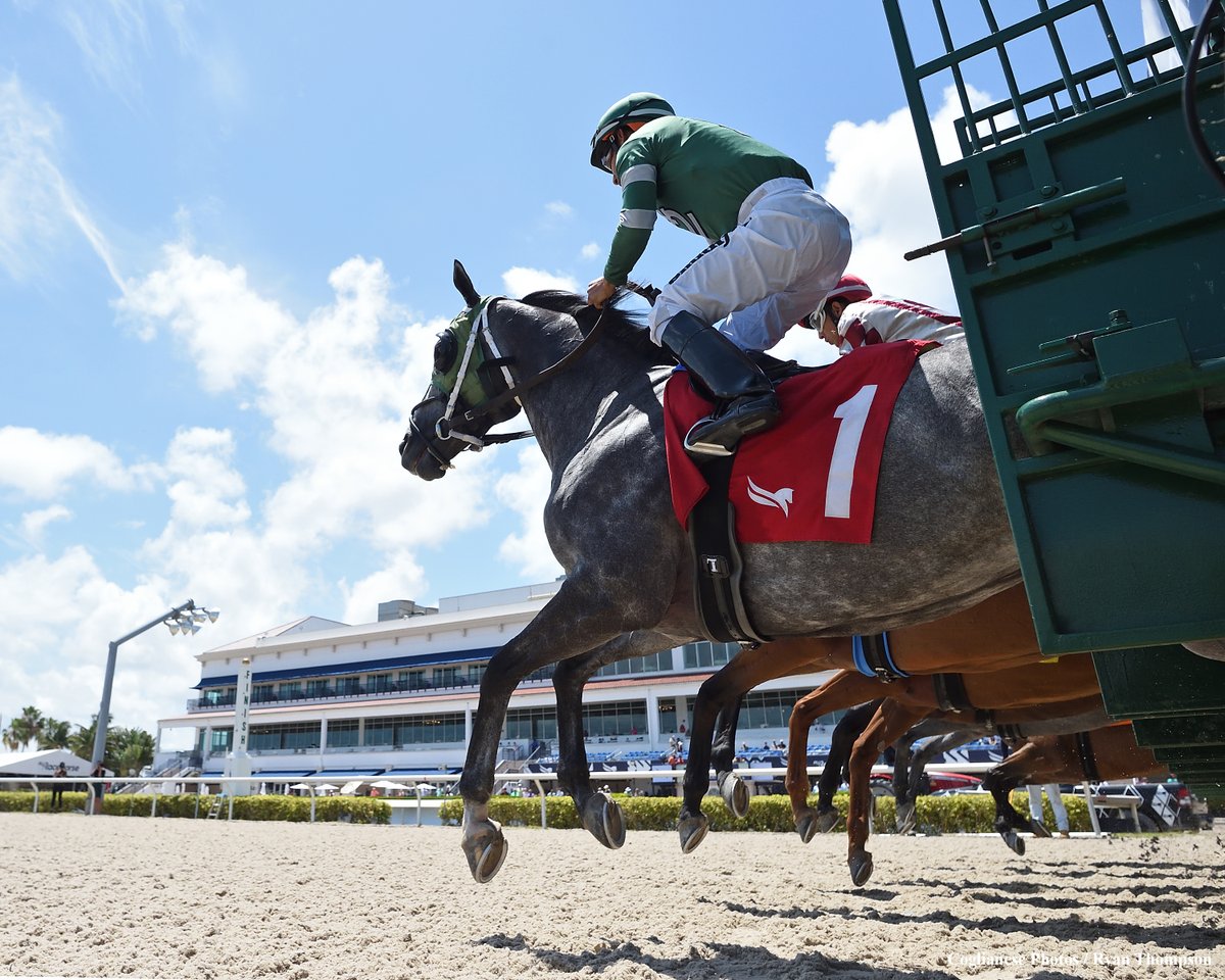 Horses leaving the starting gate in the 2nd race today @GulfstreamPark.