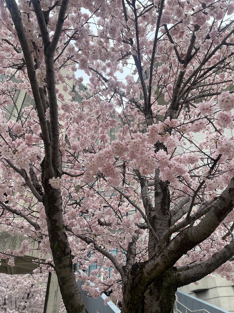 UofTSchmidt_AI's tweet photo. Happy Thursday! Time to get outside and enjoy these beautiful blooms near Robarts Library! #cherryblossoms 🌸 https://t.co/2KnfzHrAjX
