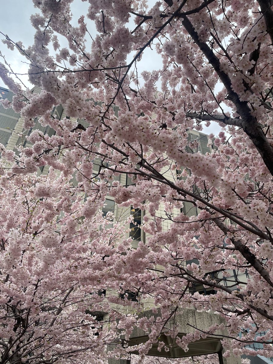 UofTSchmidt_AI's tweet photo. Happy Thursday! Time to get outside and enjoy these beautiful blooms near Robarts Library! #cherryblossoms 🌸 https://t.co/2KnfzHrAjX