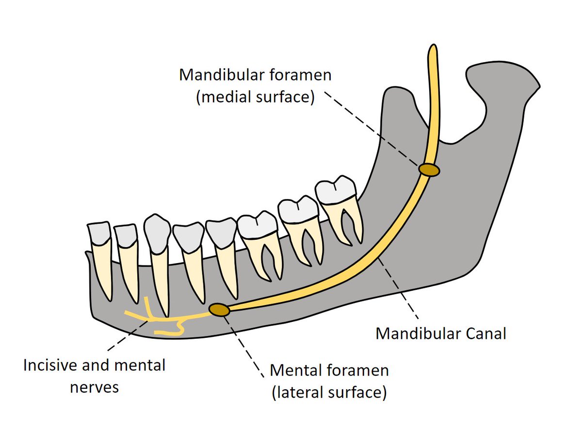 HNRadDASA's tweet photo. Let´s review the anatomy of the mandibular nerve canal? AKA inferior alveolar nerve, it is important in mandibular diseases and procedures, such as orthognathic surgeries and molar teeth extractions #HNRad https://t.co/RUPdjC5Cgv