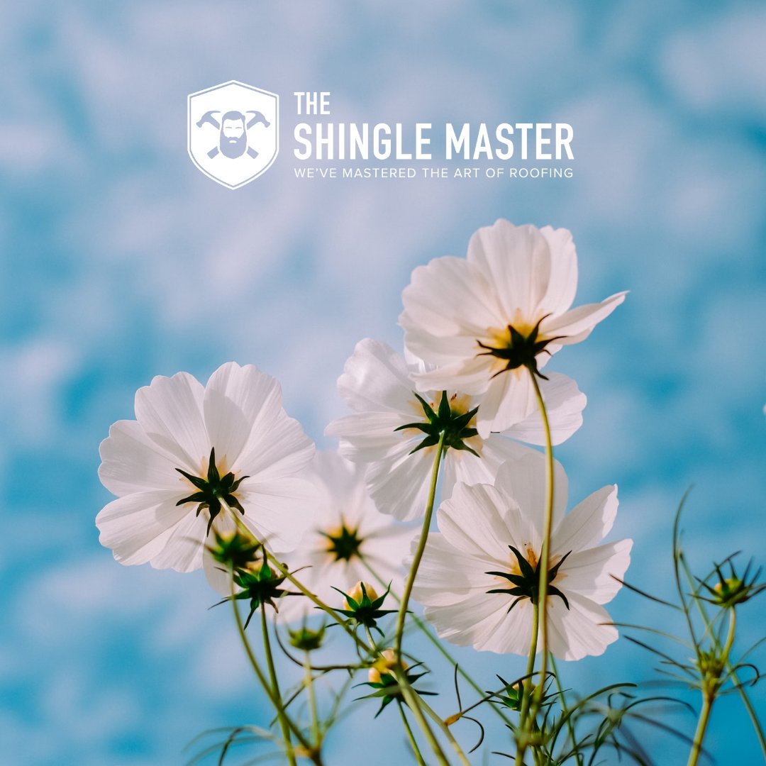 Spring is in full bloom, and so are our roofing specials! 🌼 Let's give your roof the TLC it deserves this April with a little help from The Shingle Master. #SpringIntoAction #RoofRevival #theshinglemaster #eatsleeproof #protectingwhatmatters