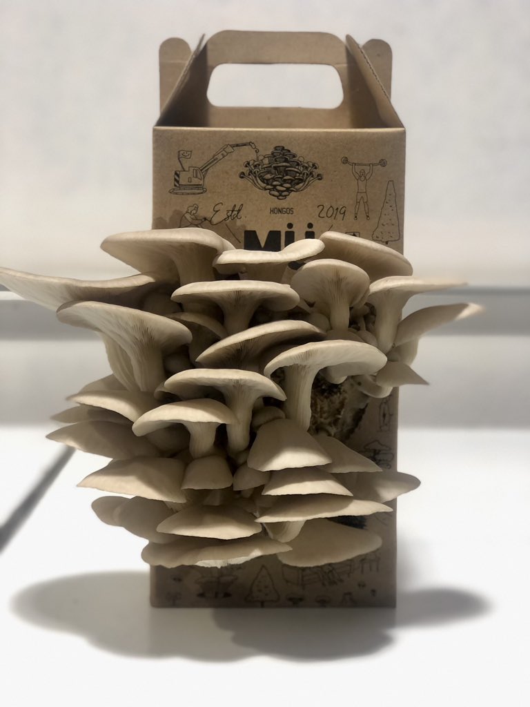 HongueraLa's tweet photo. 🍄 Our self-cultivation kit in its first harvest 🍄 https://t.co/S40UzAF0lP