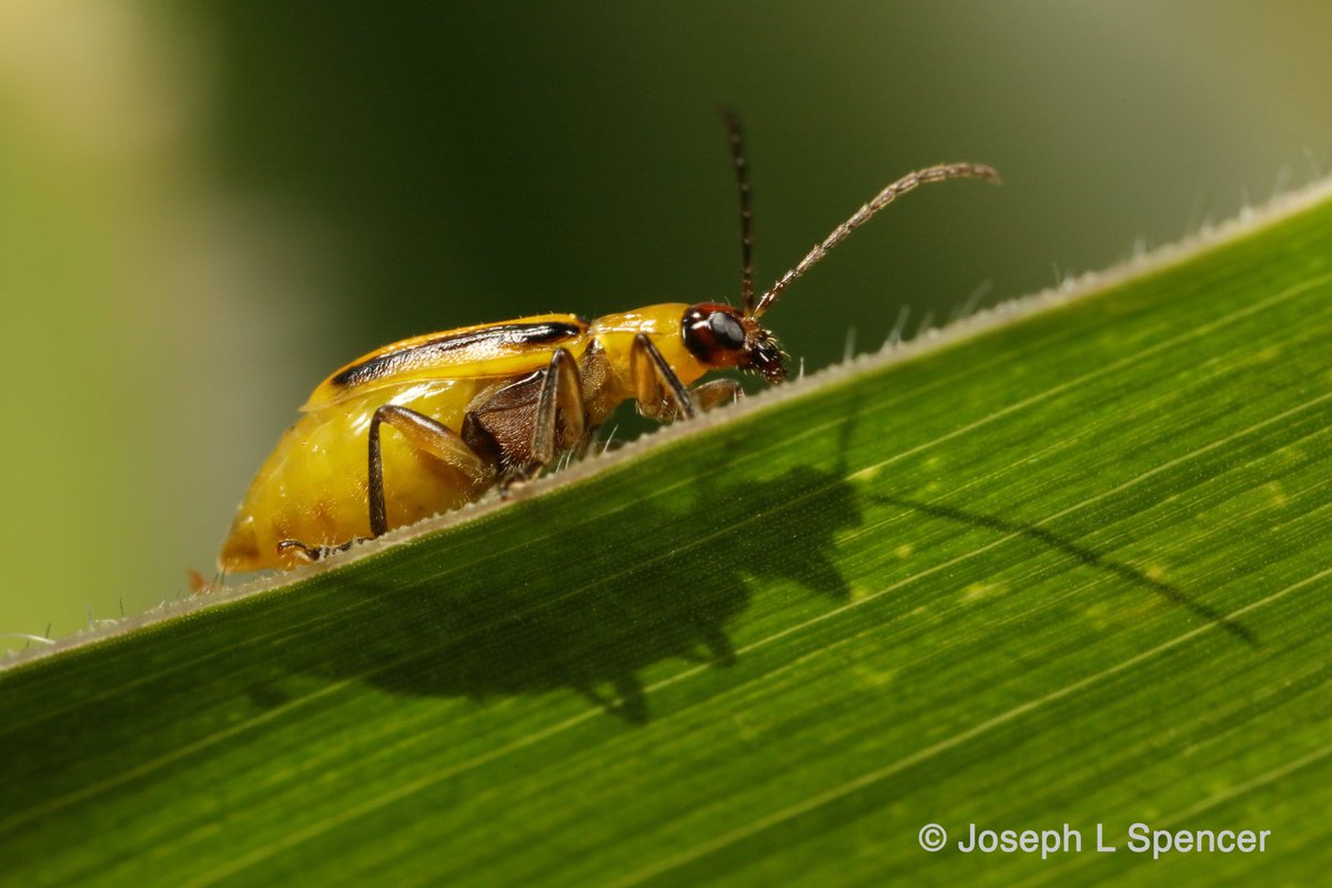 talkingrootworm's tweet photo. Do you know any undergraduate students looking for summer work at #UIllinois? My field crops insects program is still looking one more awesome summer assistant. Help us whack #corn #rootworms! See the details in the advertisement. https://t.co/weZBrIdhAt https://t.co/BLd8gn4JNP