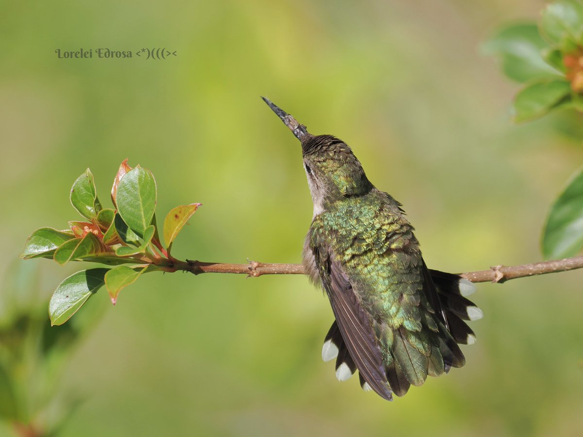 #birds #birdphotography #BirdsOfTwitter #NaturePhotography #hummingbirds Ruby throated hummingbird back view Fl., USA Apr. 2024
