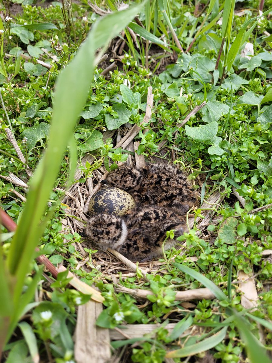 Alle nazorgers opgelet 📣💚 ze zijn er al! Kleine pukjes kruipen uit het ei. Dit houdt voor nazorgers in, niet langer dan 15 min in het land. Zodat ouders Kievit niet te lang van het nest zijn en de pukjes weer snel onder de warme vleugels kunnen.