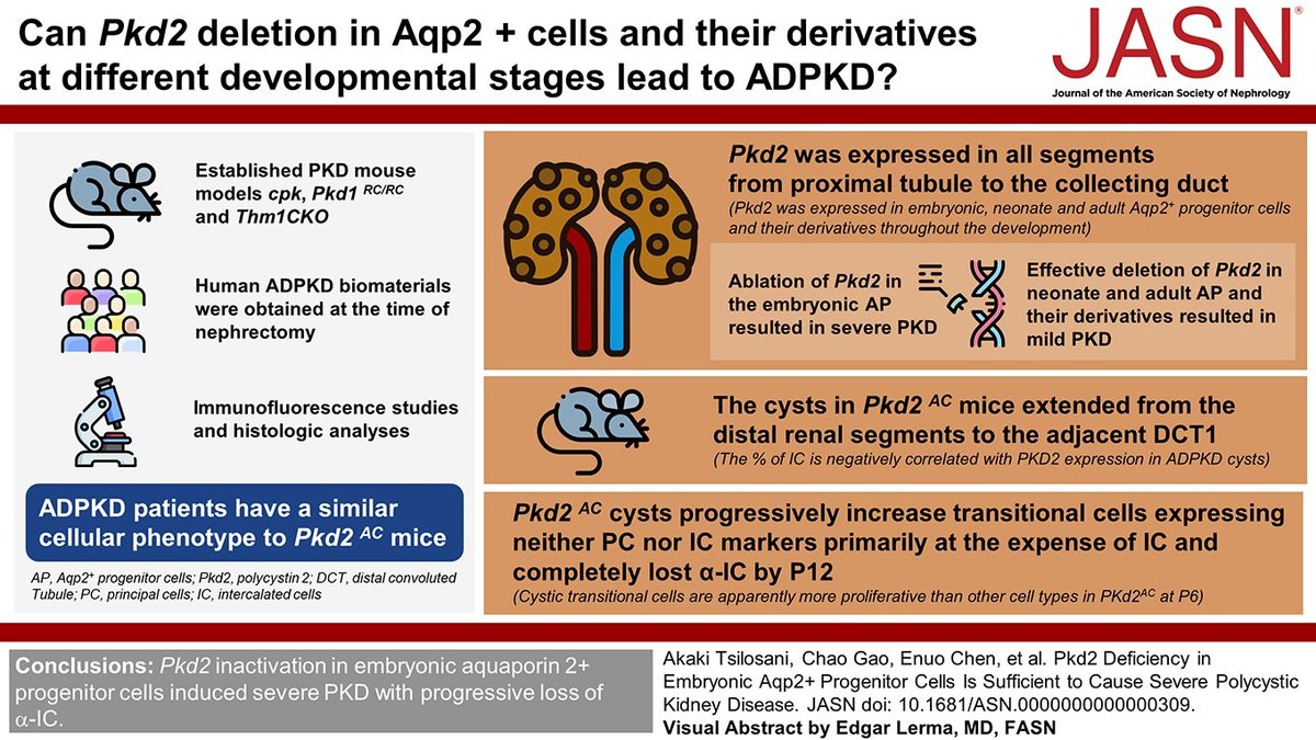 The mechanism for renal cyst formation is unclear. This study shows Pkd2 deletion in embryonic AP was sufficient to cause severe PKD with progressive elimination of α-intercalated cells, supporting a newly found cellular phenotype of patients with ADPKD bit.ly/JASN0309