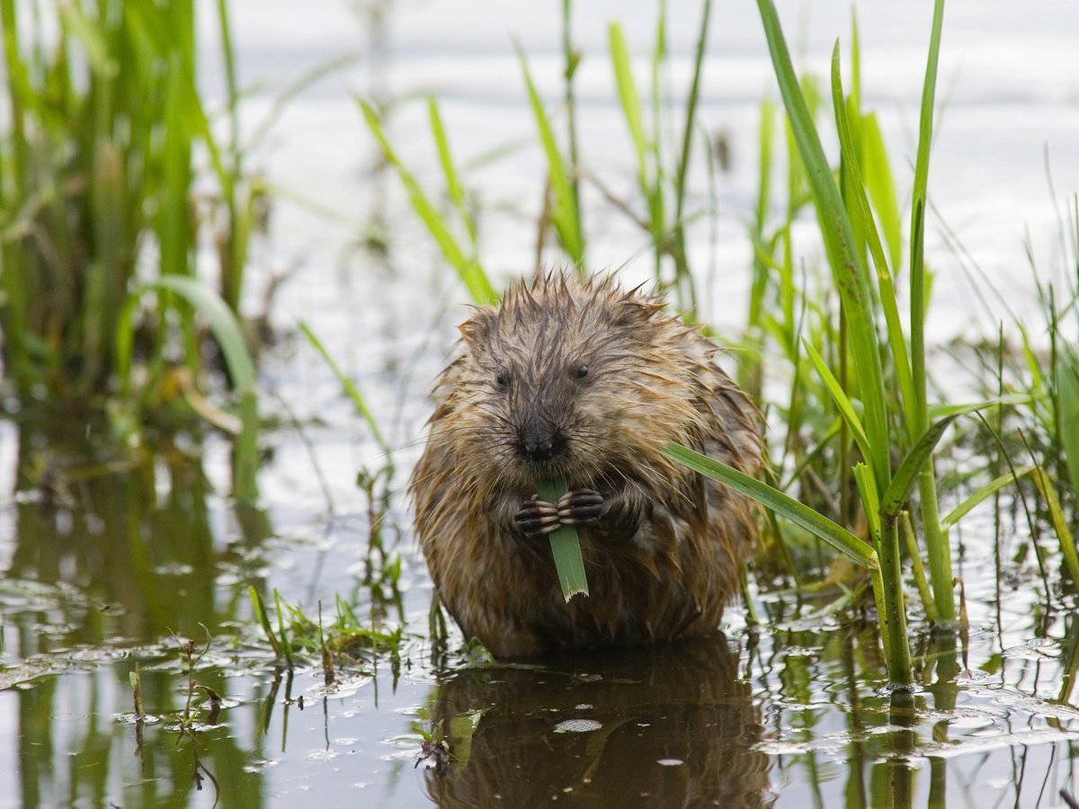 This week's wonderful Welsh wetland word (or technically words!) is Dŵr Croyw.

Dŵr = water, croyw = fresh. 💦

Wetlands dŵr croyw are precious and under threat. They make up a very small proportion of the UK's land, but  are a key habitat for 10% of species.

#WordsForWetlands