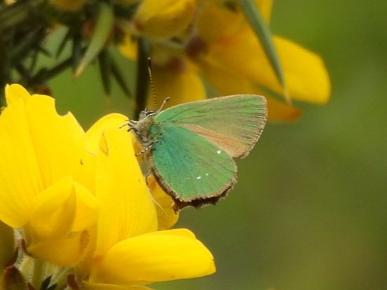 Green Hairstreak on Beeston Common today our first ones out this year @BC_Norfolk