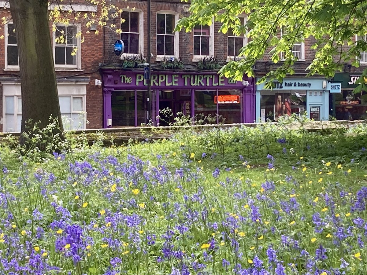 Loads of lovely purple colour in town today. @PurpleTurtleRdg