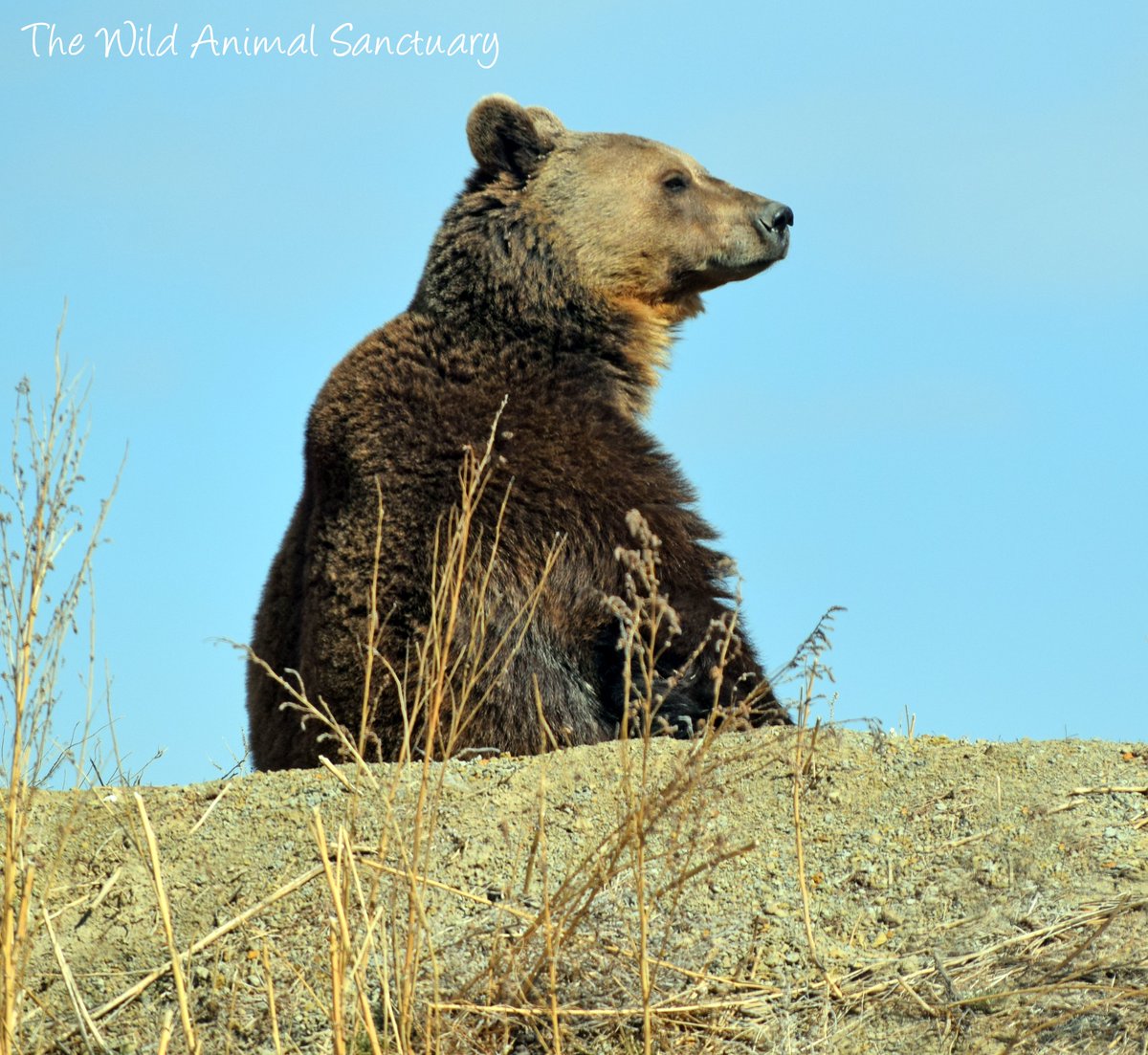 Picture Of The Day!
Location: The Wild Animal Sanctuary, Keenesburg, CO.

Rescue Bear Spotlight! ✨ Happy Thursday! What do you think this beauty is pondering?

CAPTION THIS!

#TheWildAnimalSanctuary #wildanimalsanctuary #sanctuary #Colorado #captionthis #rescuebear