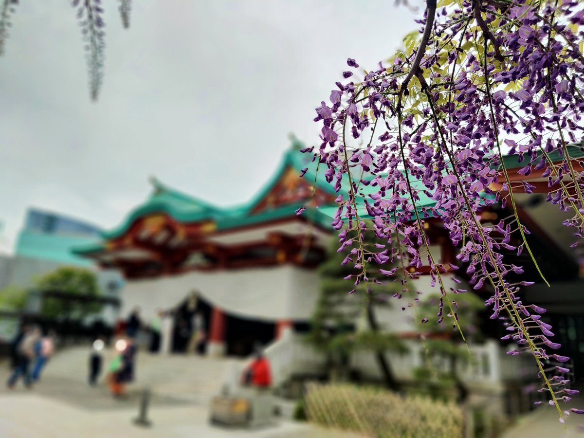 kaji921's tweet photo. 曇りだったのが残念だけど、藤の花が綺麗でした
#oppoカメラ部
#日枝神社
#FindX2pro https://t.co/TIMfFsAsZW