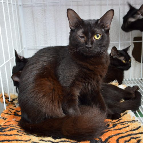 catlandrescue's tweet photo. Norueguês é o gatinho que vai ser seu melhor amigo em todos os momentos. Ele sonha com sua futura família diariamente e está confiante que sua vez de ser adotado vai chegar. Venha já adotá-lo!
https://t.co/b3M0W5uhMd https://t.co/lbSmEFs26Q