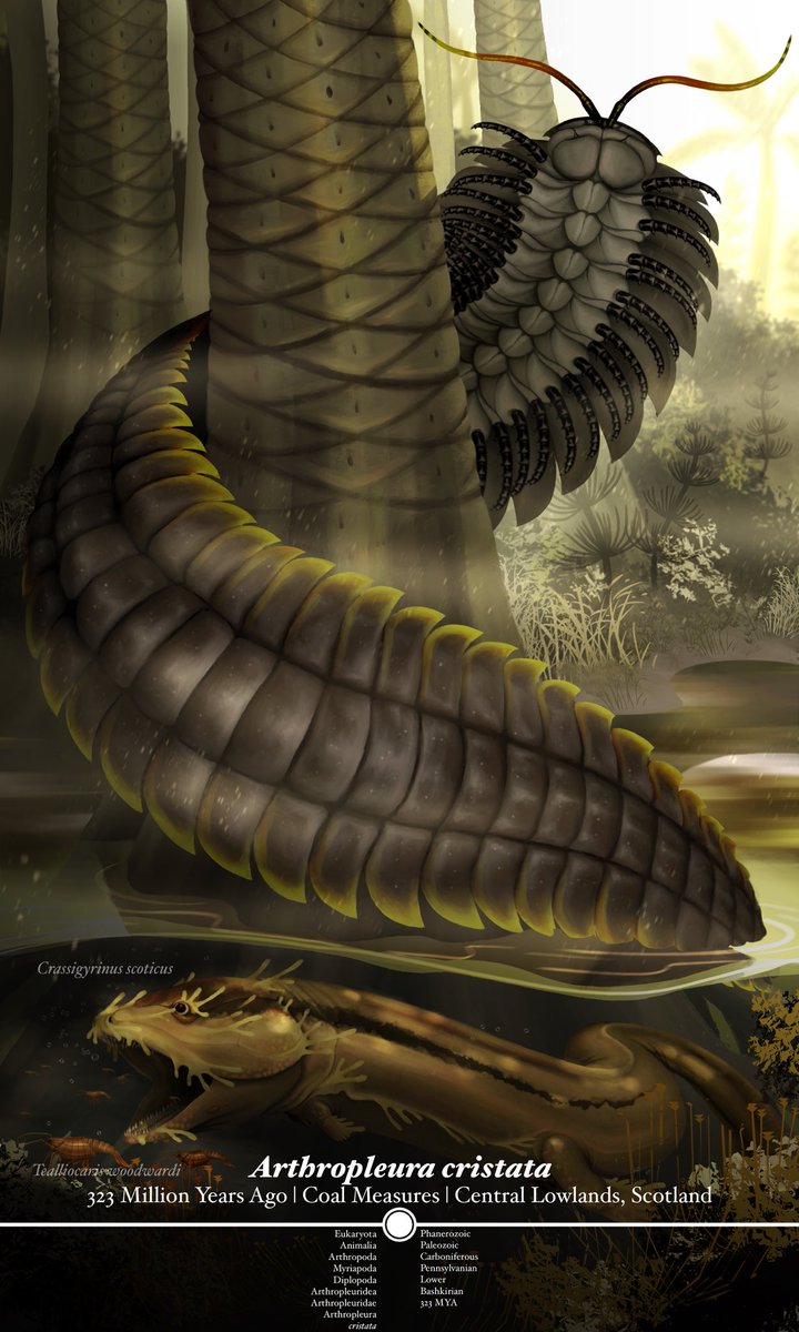 Next #paleoart done during the #carboniferous featuring #arthropleura #crassigyrinus and #teallocaris Hope y’all don’t mind bug bugs #art #digitalart #procreate #ipadpro #myriapod #arthropod #pennsylvanian #tetrapod #crustacean #shrimp #paleontology #swamp #scotland