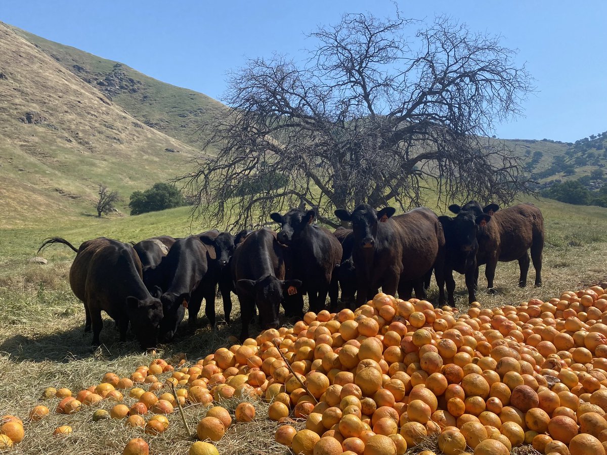 Citrus Cattle Co. 🍊🥩 tweet media